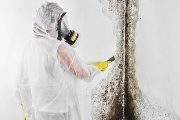 Professional Mold Remediation in Milan, MI